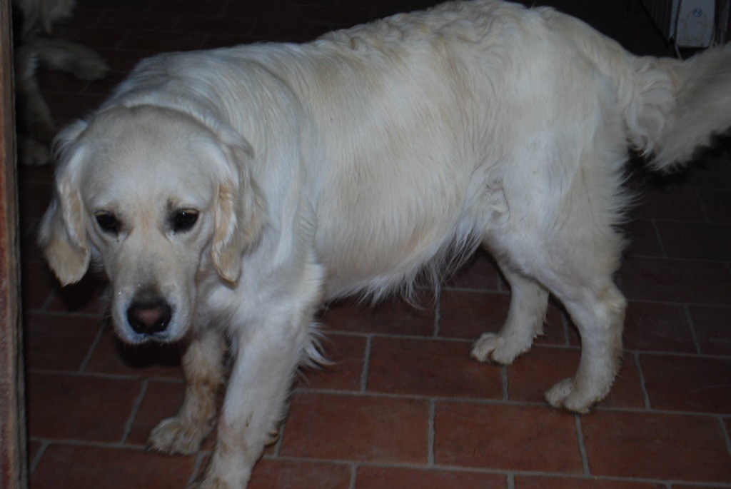 Running star (roxanne) Des Fees Du Dolmen