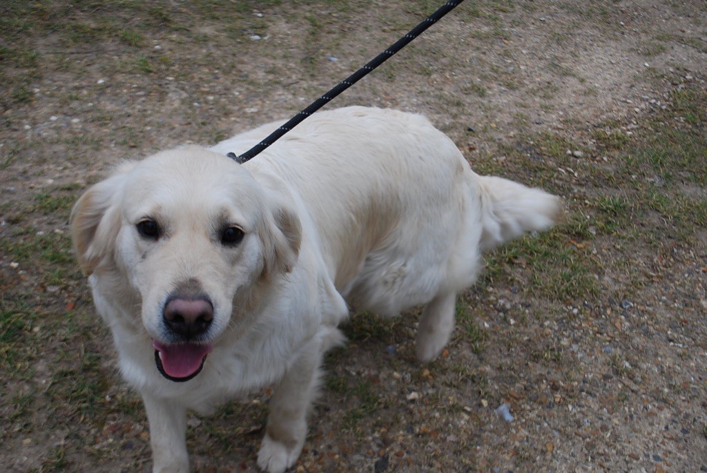 Running star (roxanne) Des Fees Du Dolmen