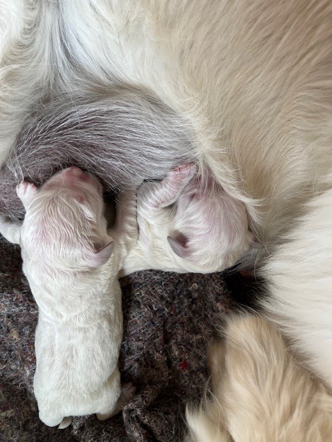 chiot Golden Retriever Des Fees Du Dolmen