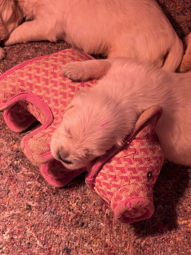 Des Fees Du Dolmen - Chiot disponible  - Golden Retriever