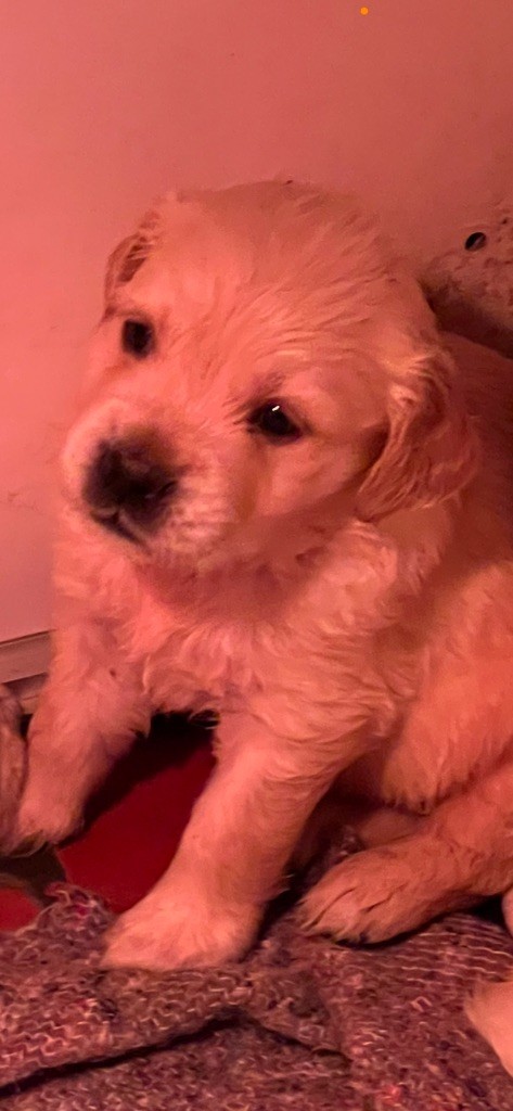 Des Fees Du Dolmen - Chiot disponible  - Golden Retriever