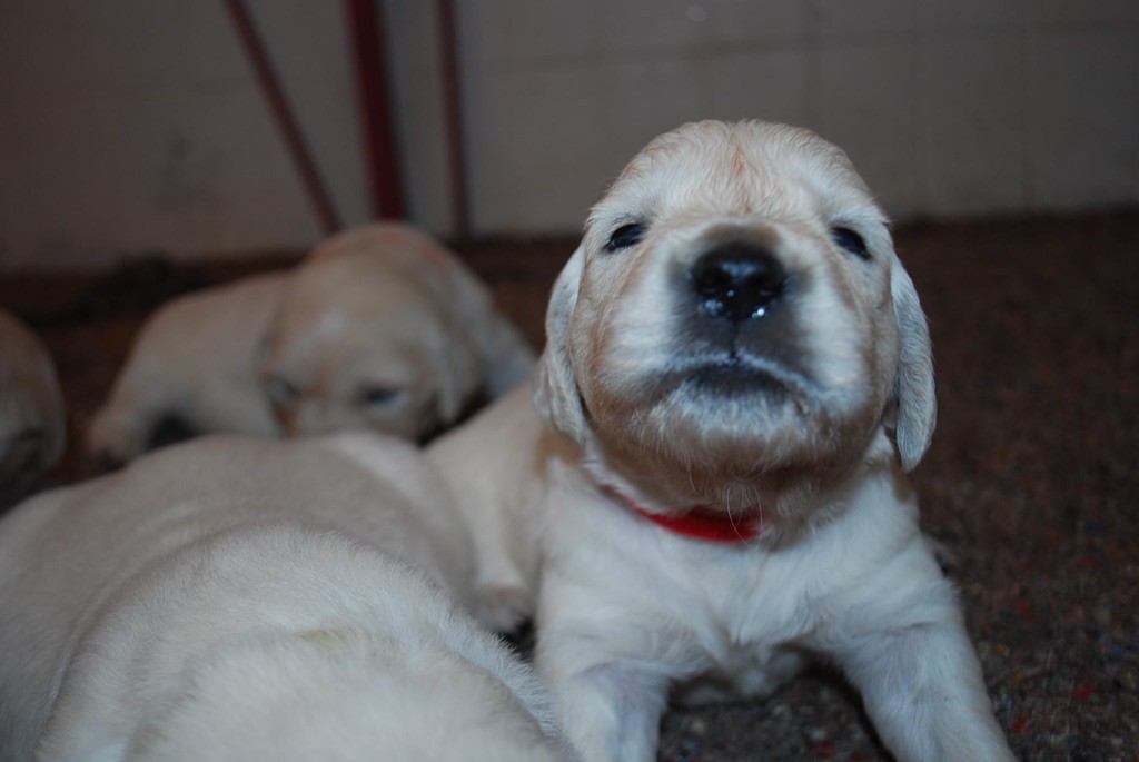 chiot Golden Retriever Des Fees Du Dolmen