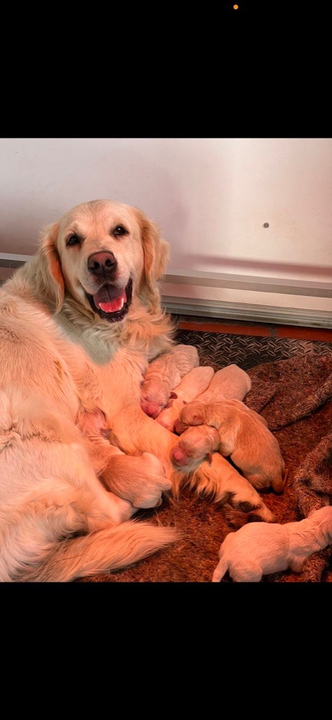 chiot Golden Retriever Des Fees Du Dolmen