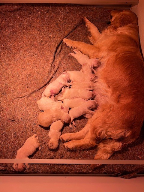 chiot Golden Retriever Des Fees Du Dolmen