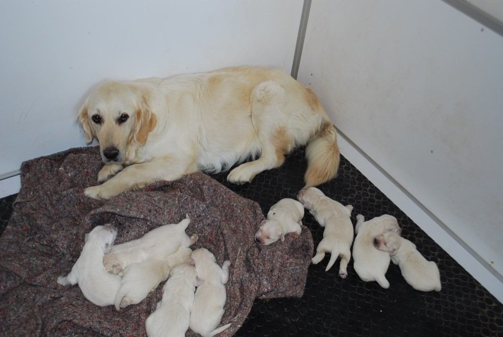 chiot Golden Retriever Des Fees Du Dolmen