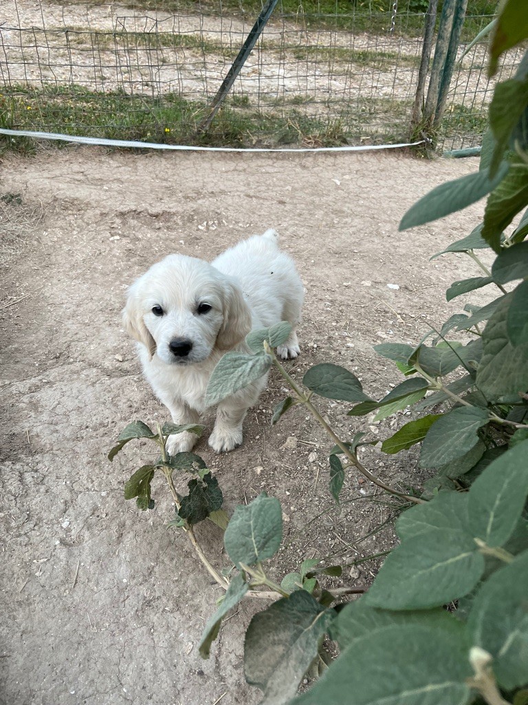 chiot Golden Retriever Des Fees Du Dolmen