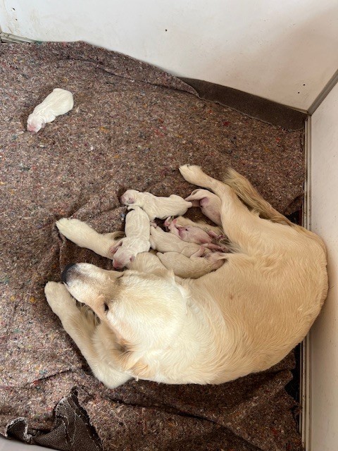 chiot Golden Retriever Des Fees Du Dolmen