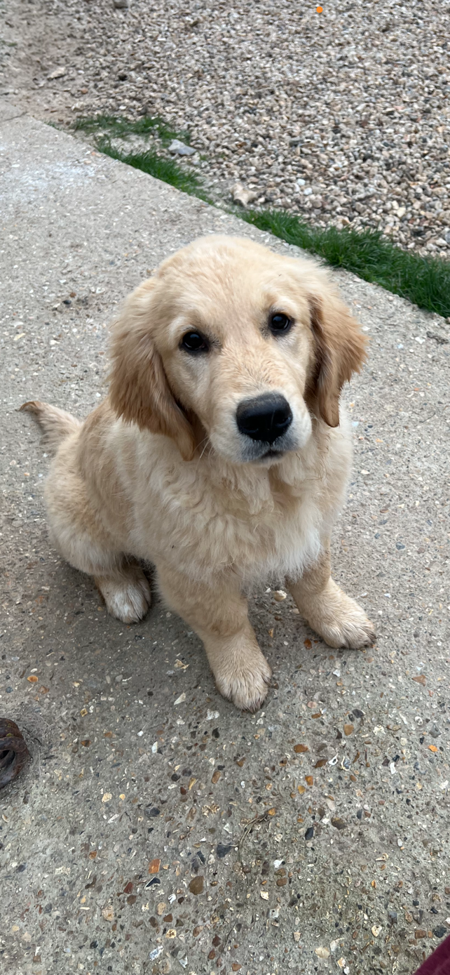 Aurore Boréale Des Fees Du Dolmen