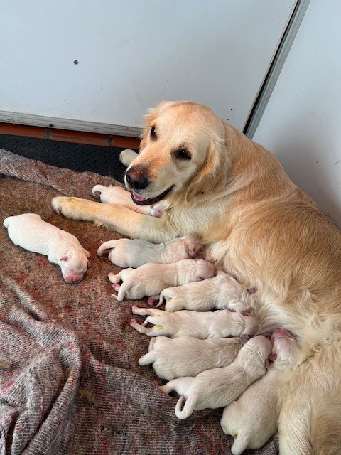 Des Fees Du Dolmen - Chiots disponibles - Golden Retriever