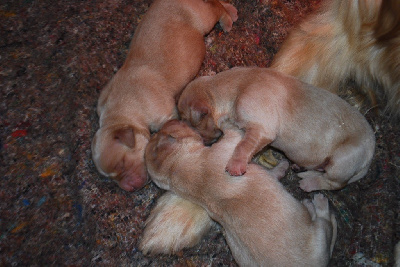 CHIOT