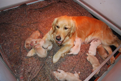 CHIOT