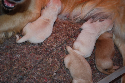 CHIOT