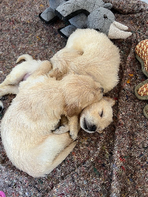 CHIOT