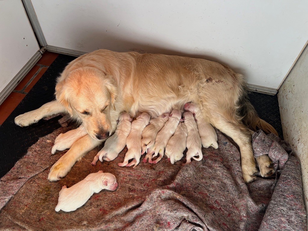 Chiot Golden Retriever Des Fees Du Dolmen